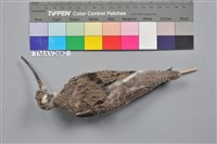 藏品(反嘴鷸)的圖片